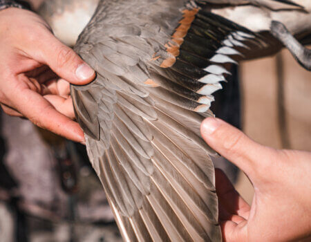 wta_1391_DSC07702 Pintail