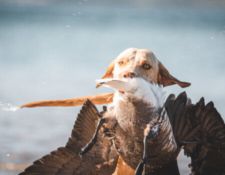 wta_1391_DSC08752-2 Pacific Brant