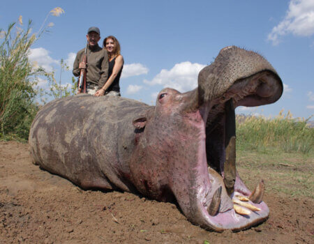 wta_1398_Y59ZYL_hippo