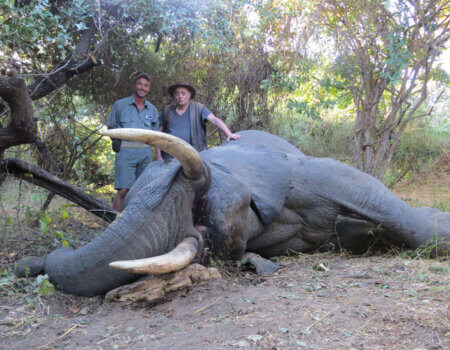 wta_1400_335WNL_elephant