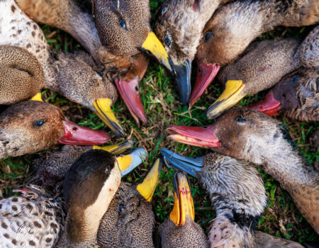 wta_1401_Duck species