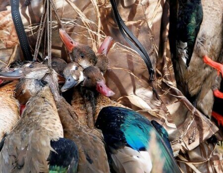 wta_1401_Entre Ducks