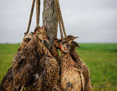 wta_1401_Partrige post