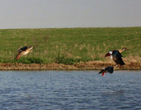 wta_1401_W747KZ_Ducksflying