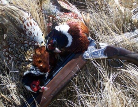 wta_1410_J03NXW_taant