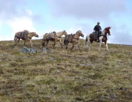 wta_1452_1NIVI5_079_sheep-16