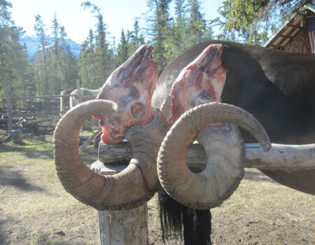 wta_1452_4KXAUE_079_sheep-10