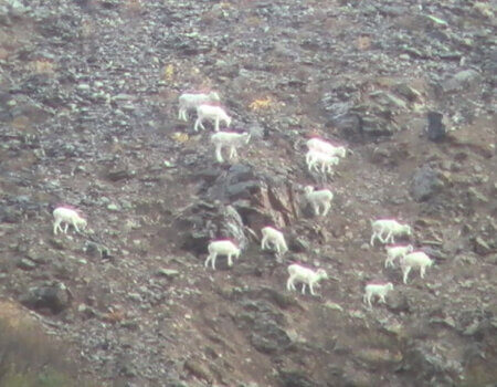 wta_1452_AJ07ZJ_079_sheep-123