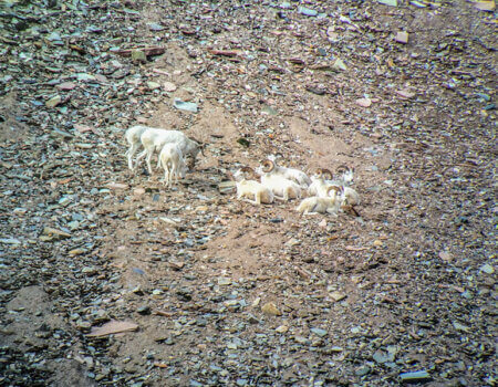 wta_1452_F0RM2A_079_sheep-8