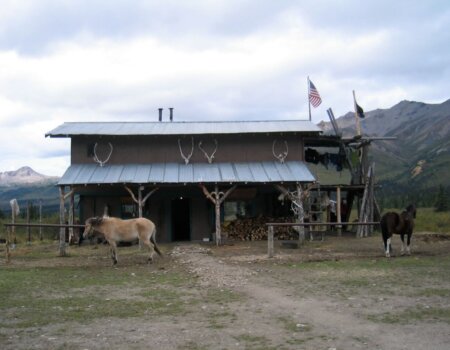 wta_1452_GD5HU8_079_sheep-56