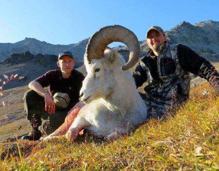 wta_1452_T9HVH8_079_sheep-79