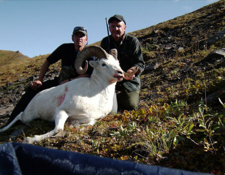 wta_1452_TVZ8S2_079_sheep-23