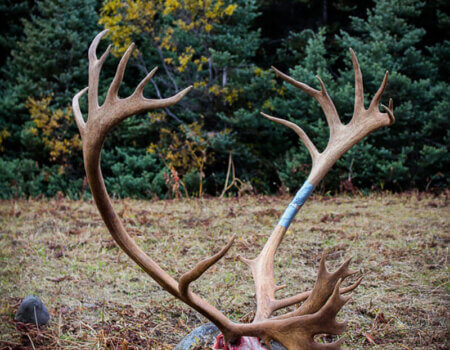 wta_147_5QOYBJ_012_Caribou(4)