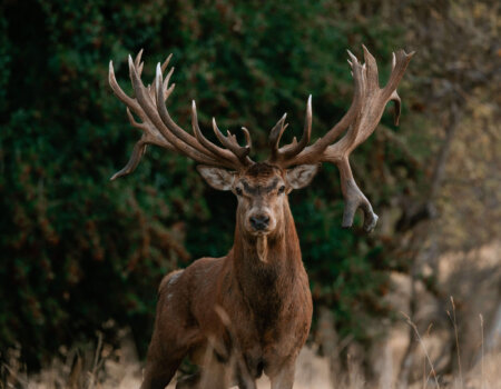 wta_1493_Venator-New-Zealand_-Red-Stag_4