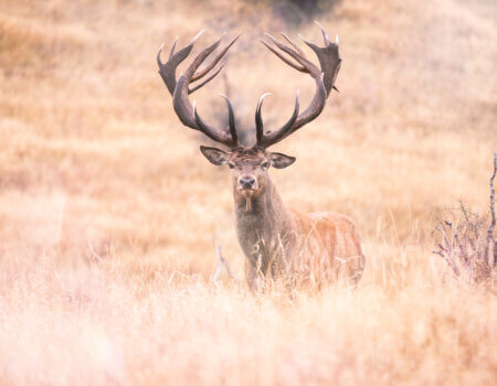 wta_1493_Venator New Zealand_ Red Stag_8