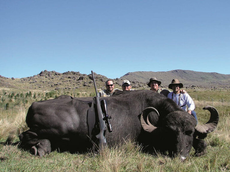 Water buffalo in Argentina