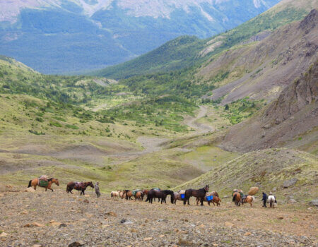 wta_149_IBJD15_TahltanSheep1