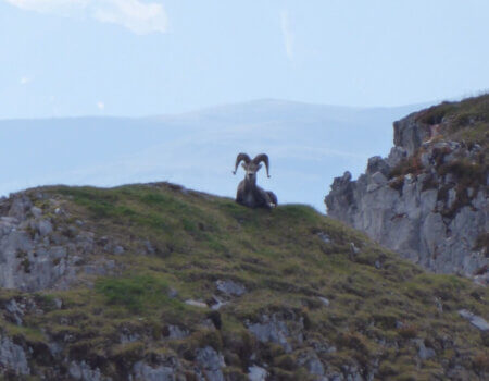 wta_149_YH0OWZ_livesheep