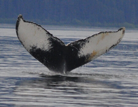 wta_1525_94E2S4_Lassen2013018