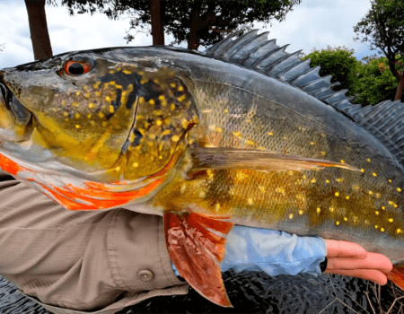 wta_1528_Igapo Acu Explorer-27'