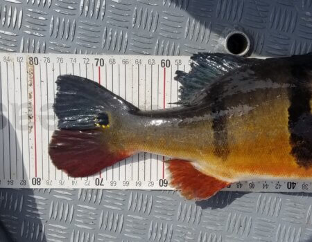 wta_1528_MichelleBlake3