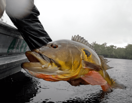 wta_1529_BUNGALOW-16