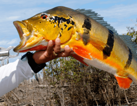 wta_1529_BUNGALOW-26 (1)