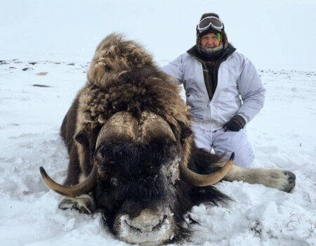 wta_1550_C77USO_KentPeninsulaBarren-groundmuskox