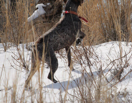 wta_1573_Z1LMA6_Daisey_UphereGuys