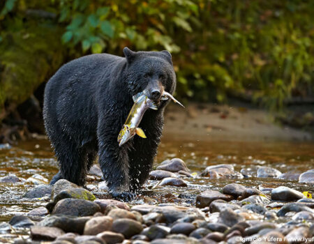 wta_1585_O2KTG8_bear