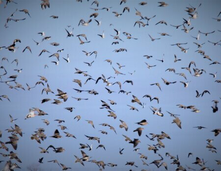 wta_1589_High volume doves