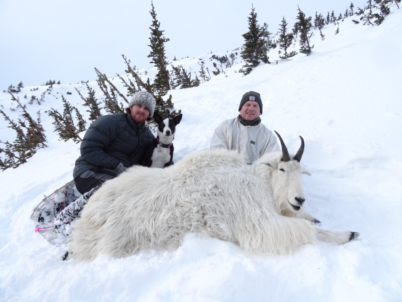 World Class BC "Winter" Mountain Goat Hunts