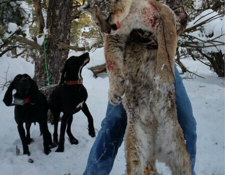 wta_1602_3HKW11_DonColoradoLionNL