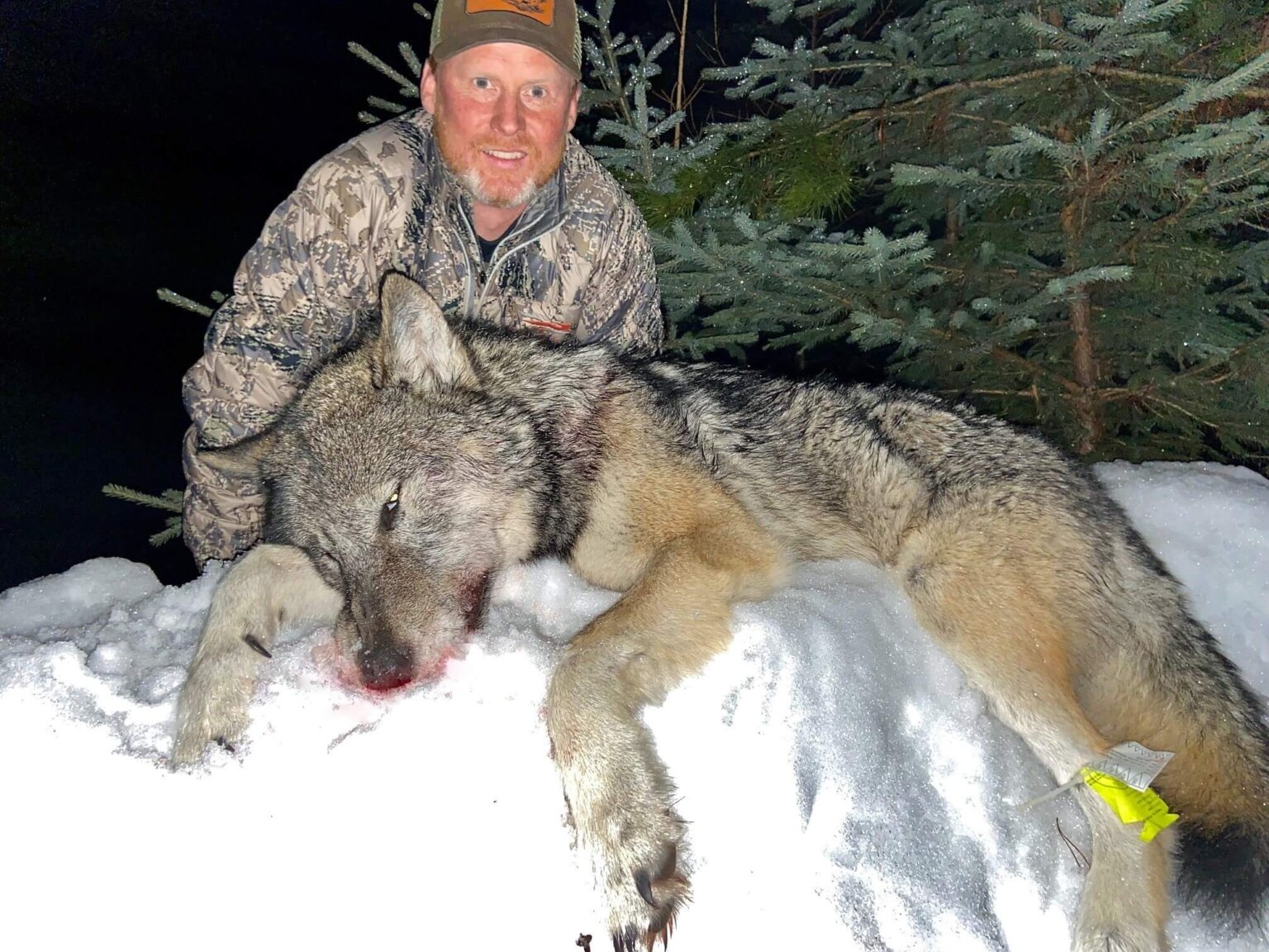 wolf hunting trips in montana