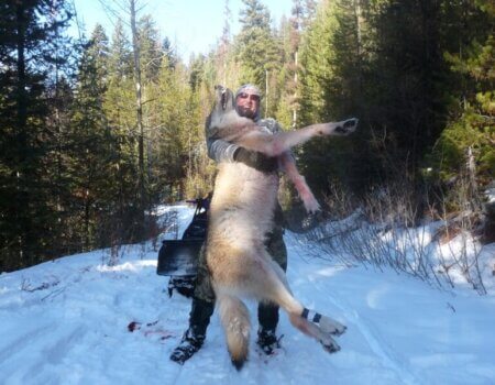 wta_1603_6Y6T75_Wolf