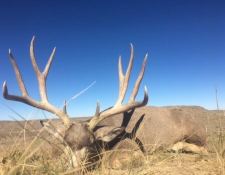 wta_1606_0QNGZ9_2017DeerSeason(2)