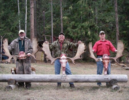 wta_1623_HQVORD_ThreeMoose