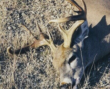 wta_1636_RJIZJC_deer