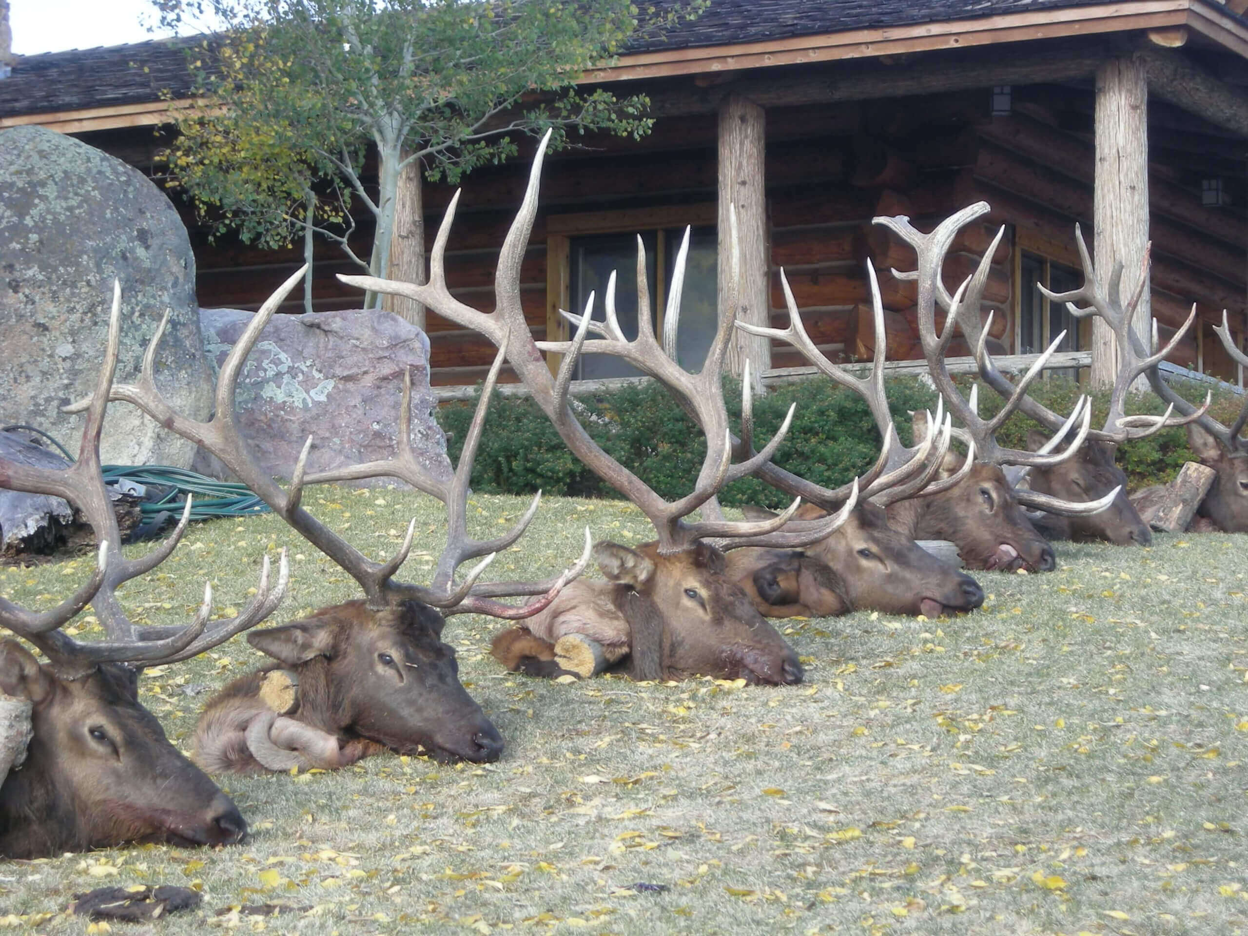 Area 16 Wyoming Elk Hunt