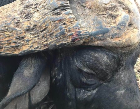 wta_1675__featured_USZ2OE_Buffalo-Mike