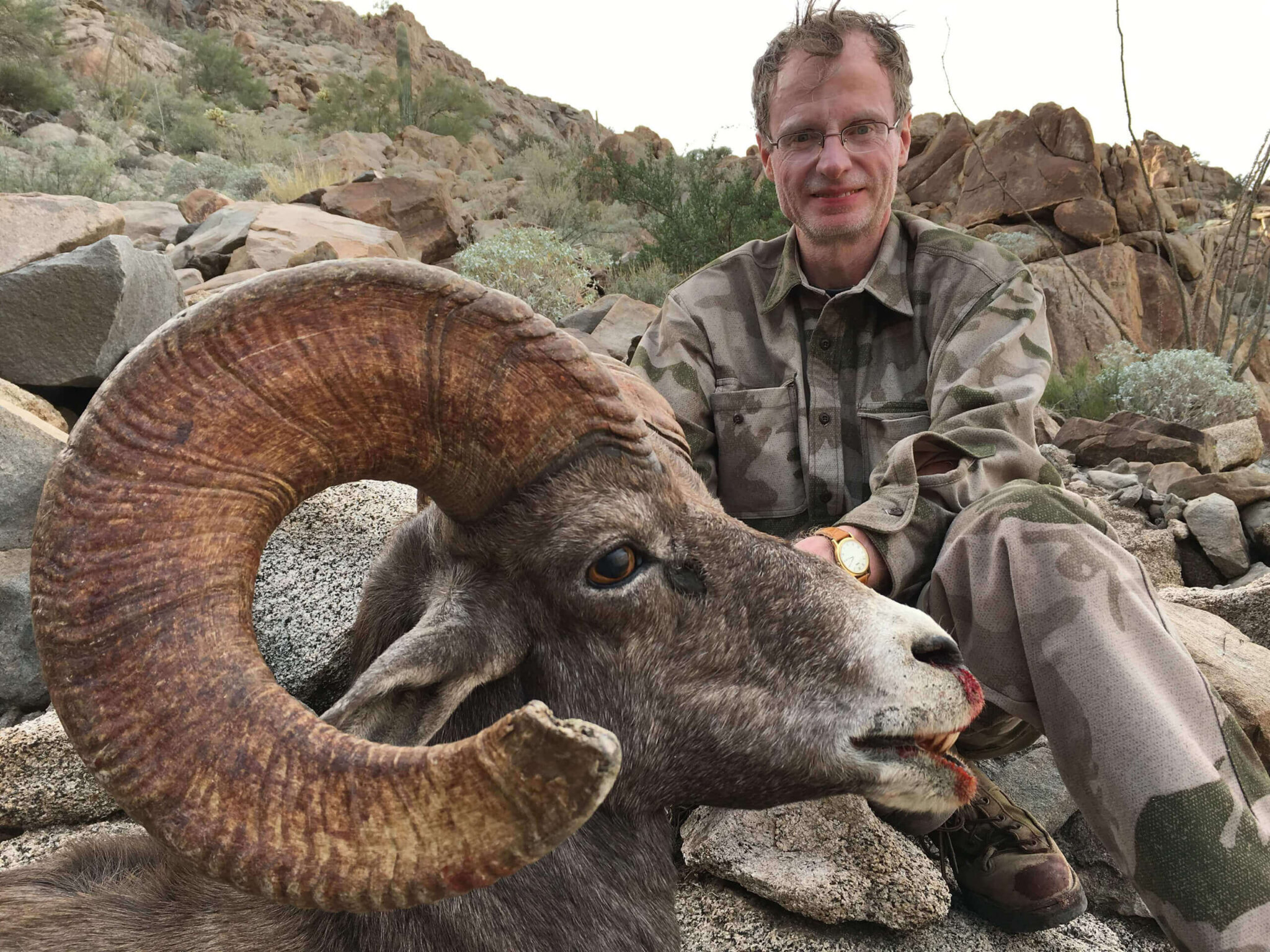 Arizona Desert Bighorn Sheep