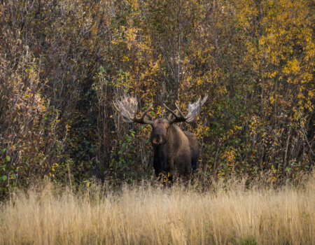 wta_1690_2017.09.20.190400.Yukon-74132