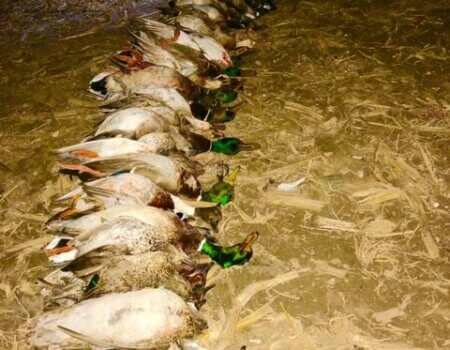 wta_1716_6K741D_IMG_0474