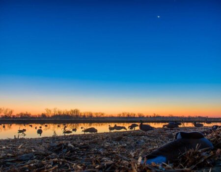 wta_1721_OC7P43_PheasantBonanza1