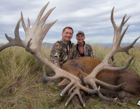 wta_1734_Q6V9ER_RedStag3