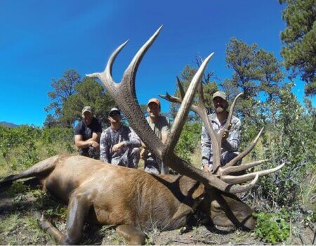 wta_1743_L4K1MB_bigelk