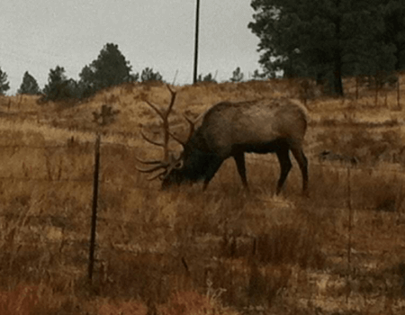 wta_1754_M0WXWS_elk5