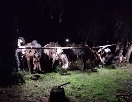 wta_1754_UODKJ5_tyehorsesunit36-2019