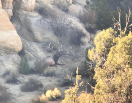 wta_1761_6K2B55_LiveBull1