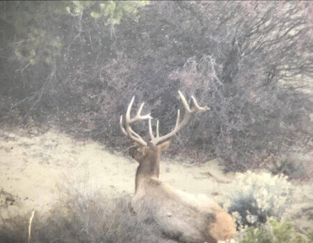 wta_1761_ESHGQE_livebull2